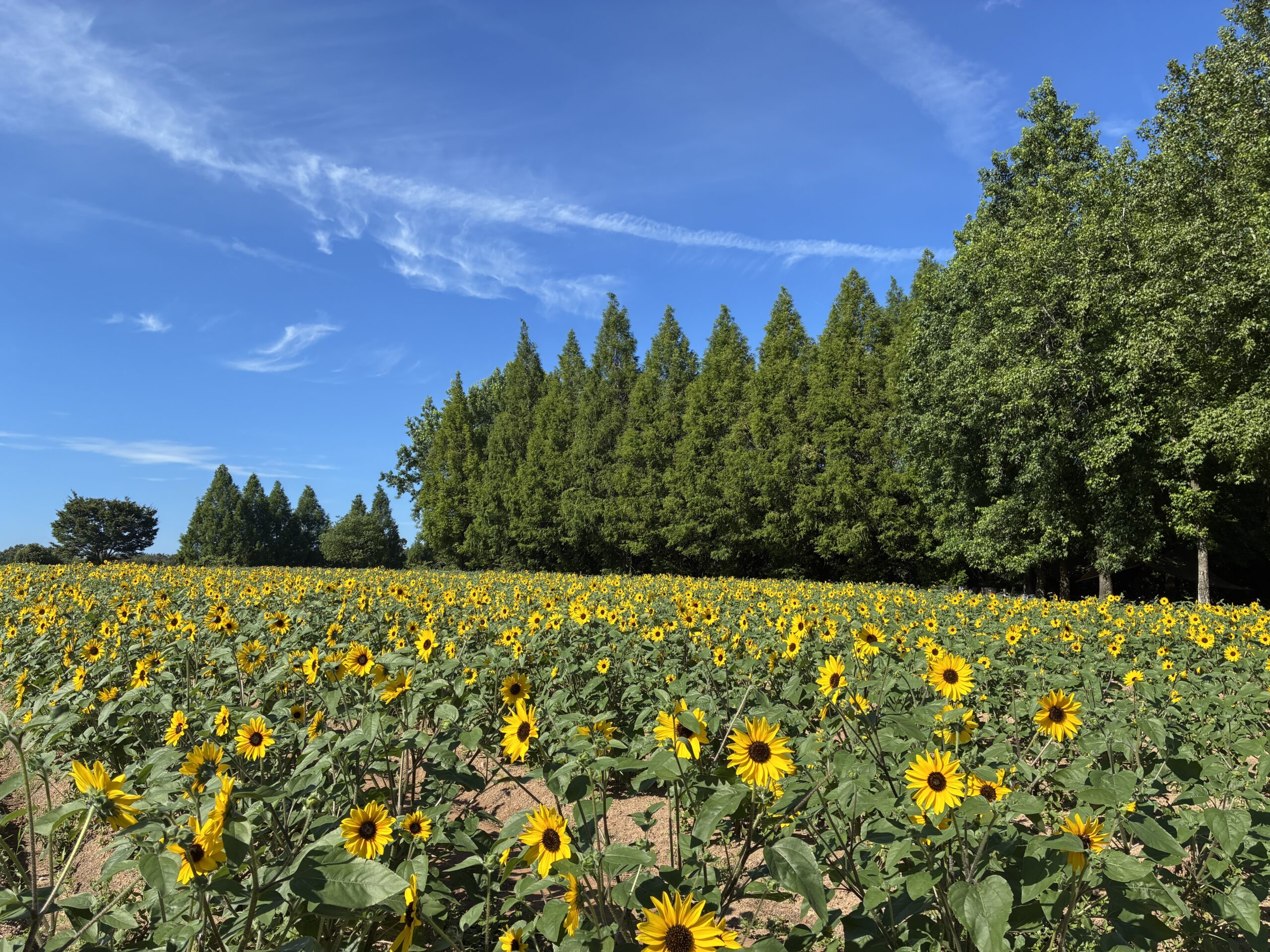 ひまわりの開花状況