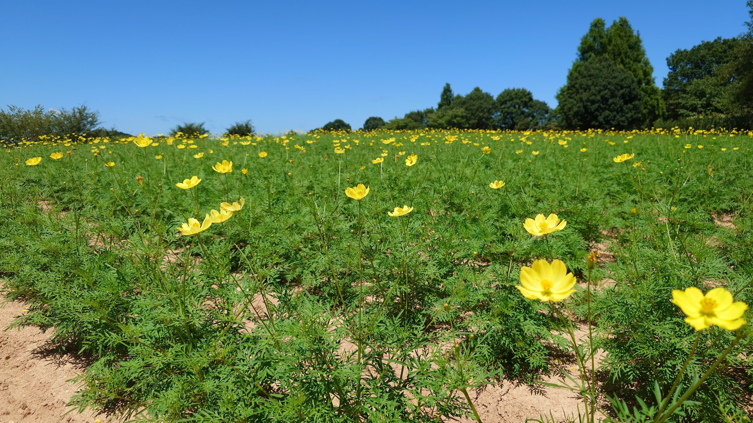 コキアとコスモスの開花状況