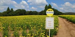 コキアとコスモスの丘