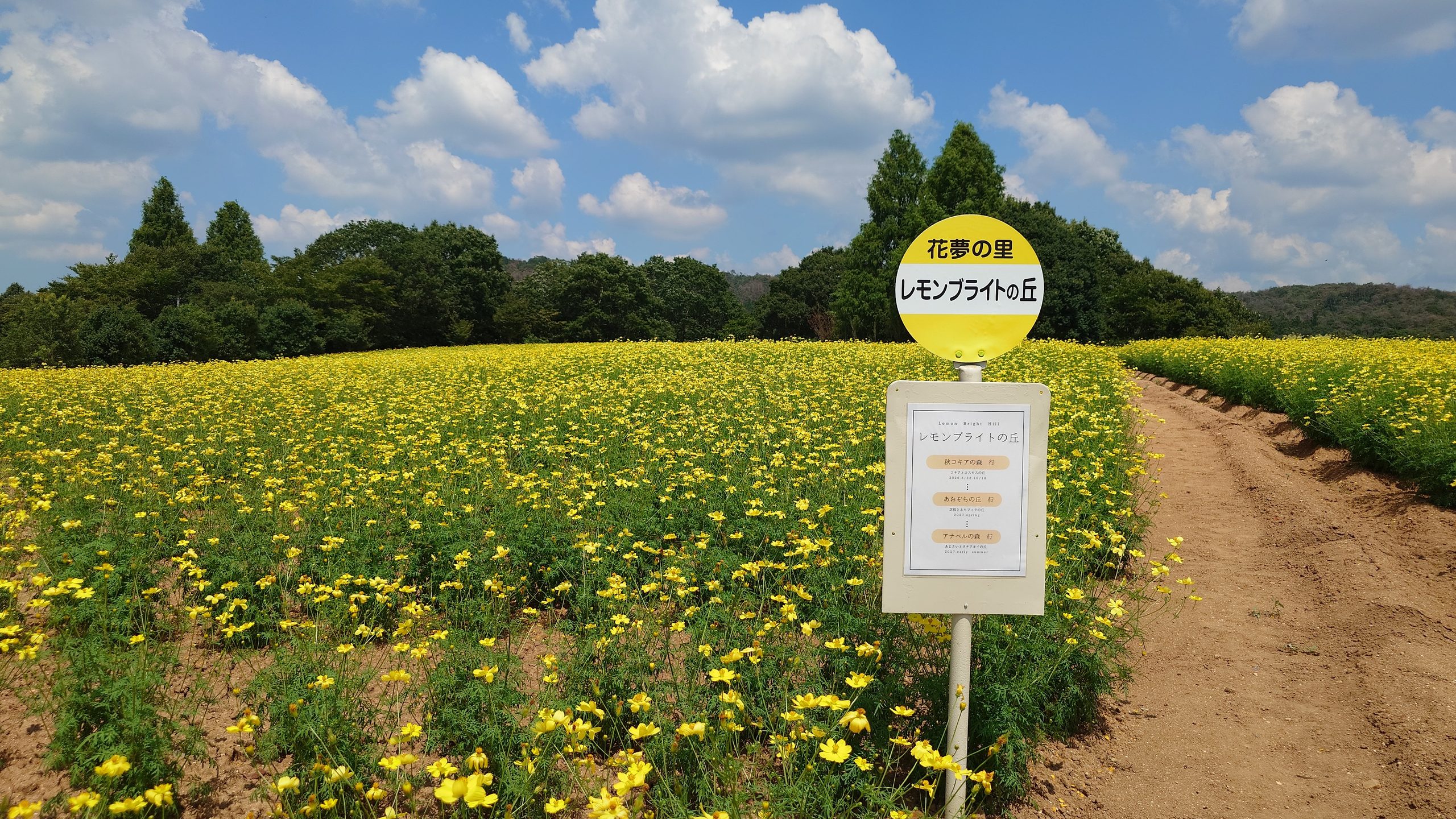Kochia and Cosmos Hill