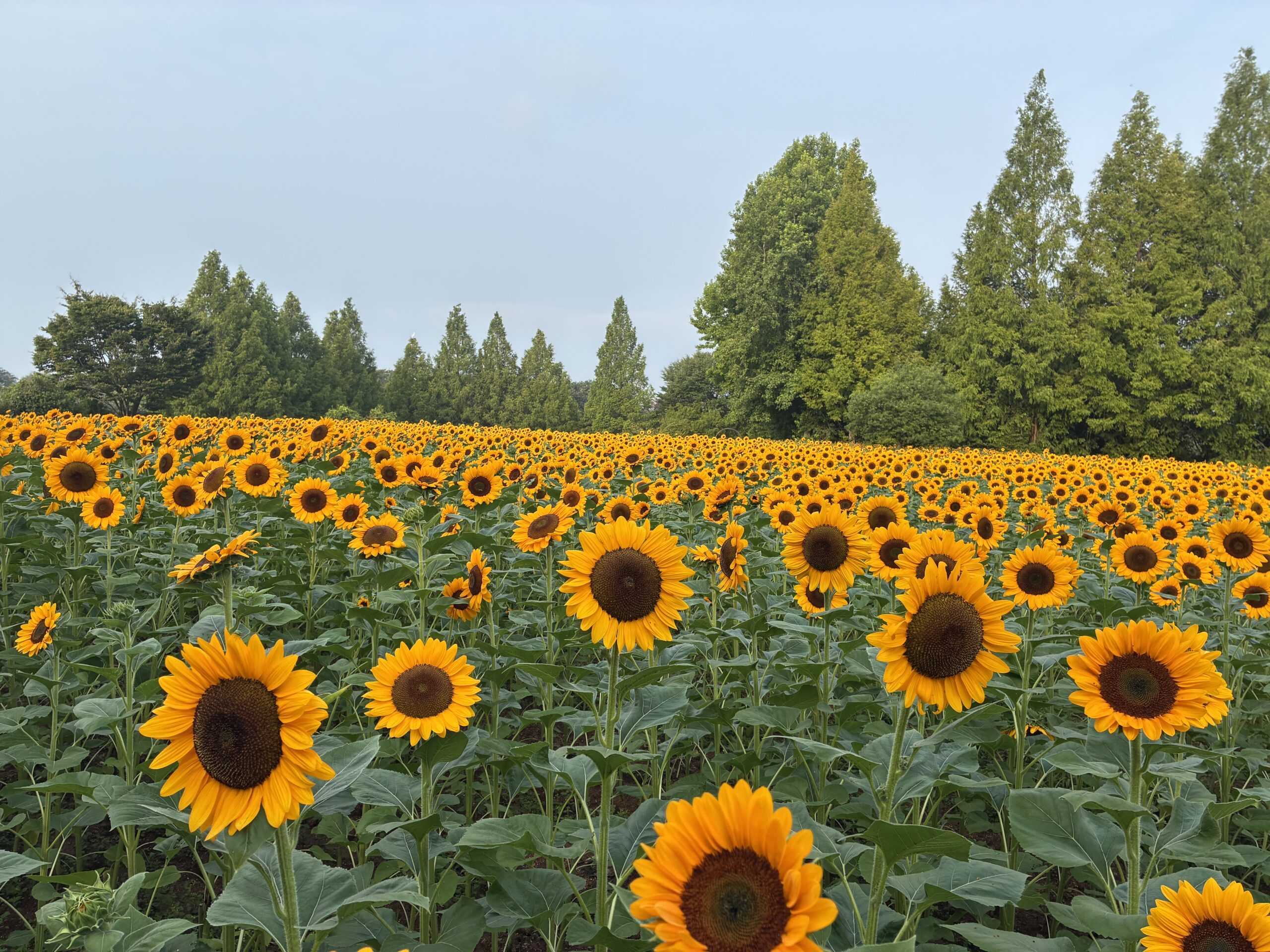 ひまわりの開花状況