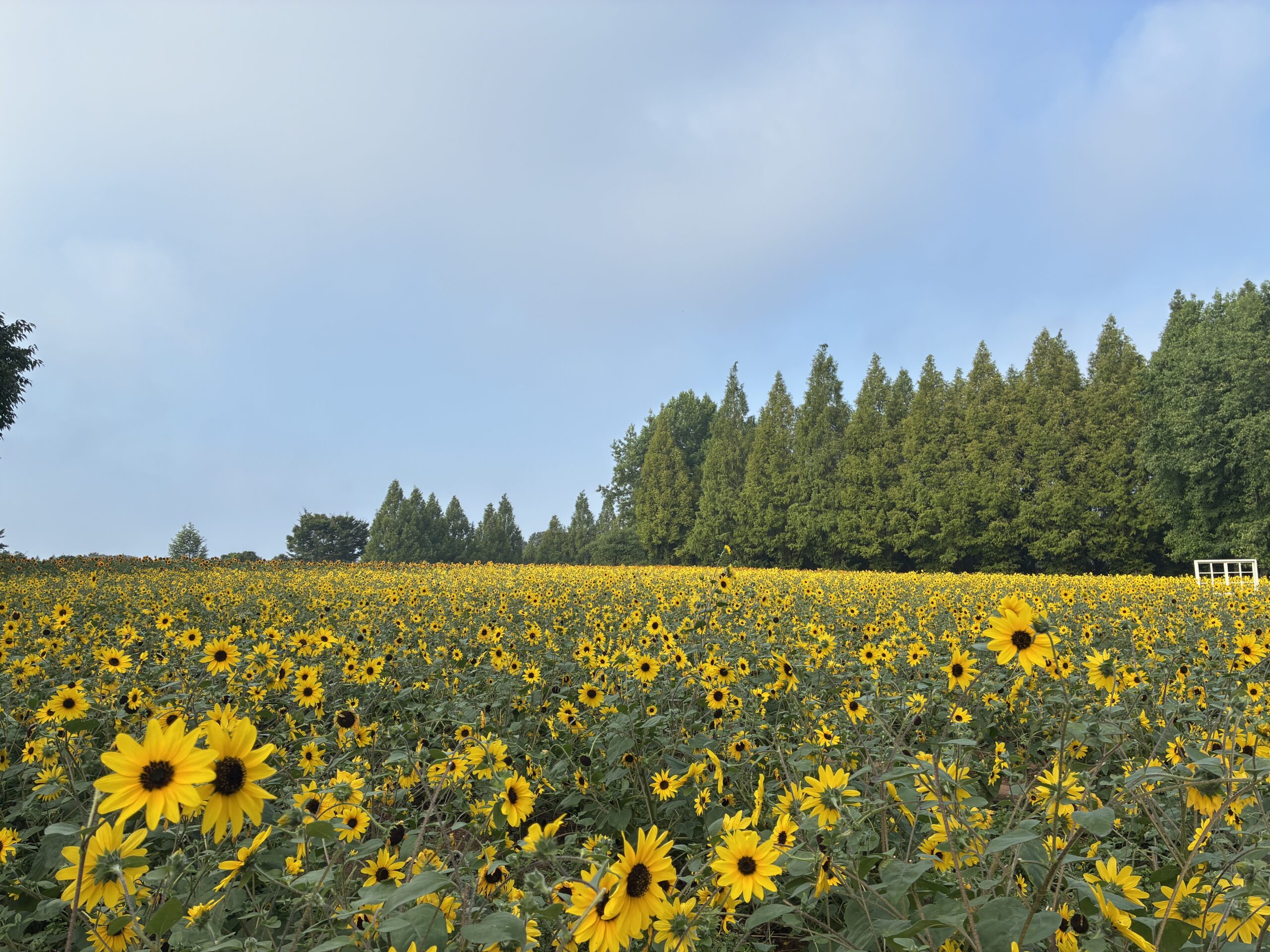 ひまわりの開花状況