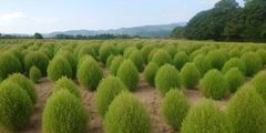 コキアとコスモスの丘