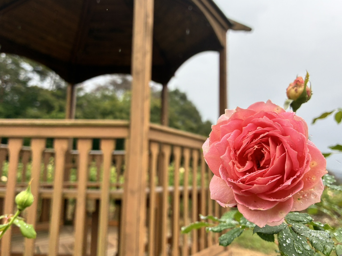玫瑰與花卉庭園【秋】