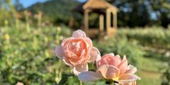 ローズ＆フラワーガーデン【秋】