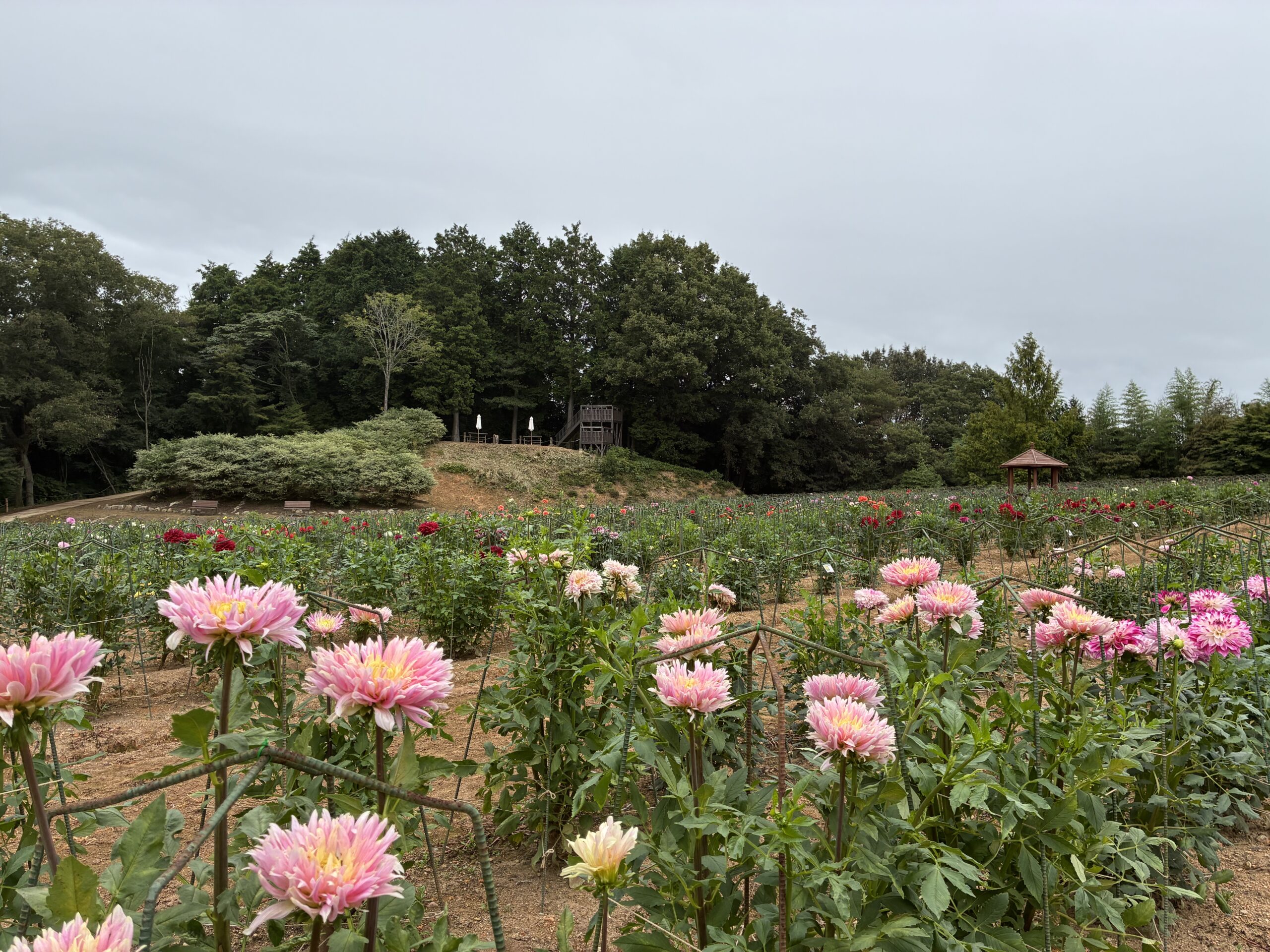 ダリアとガーデンマムの開花状況