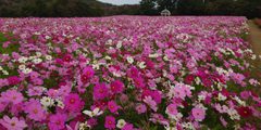 コキアとコスモスの丘