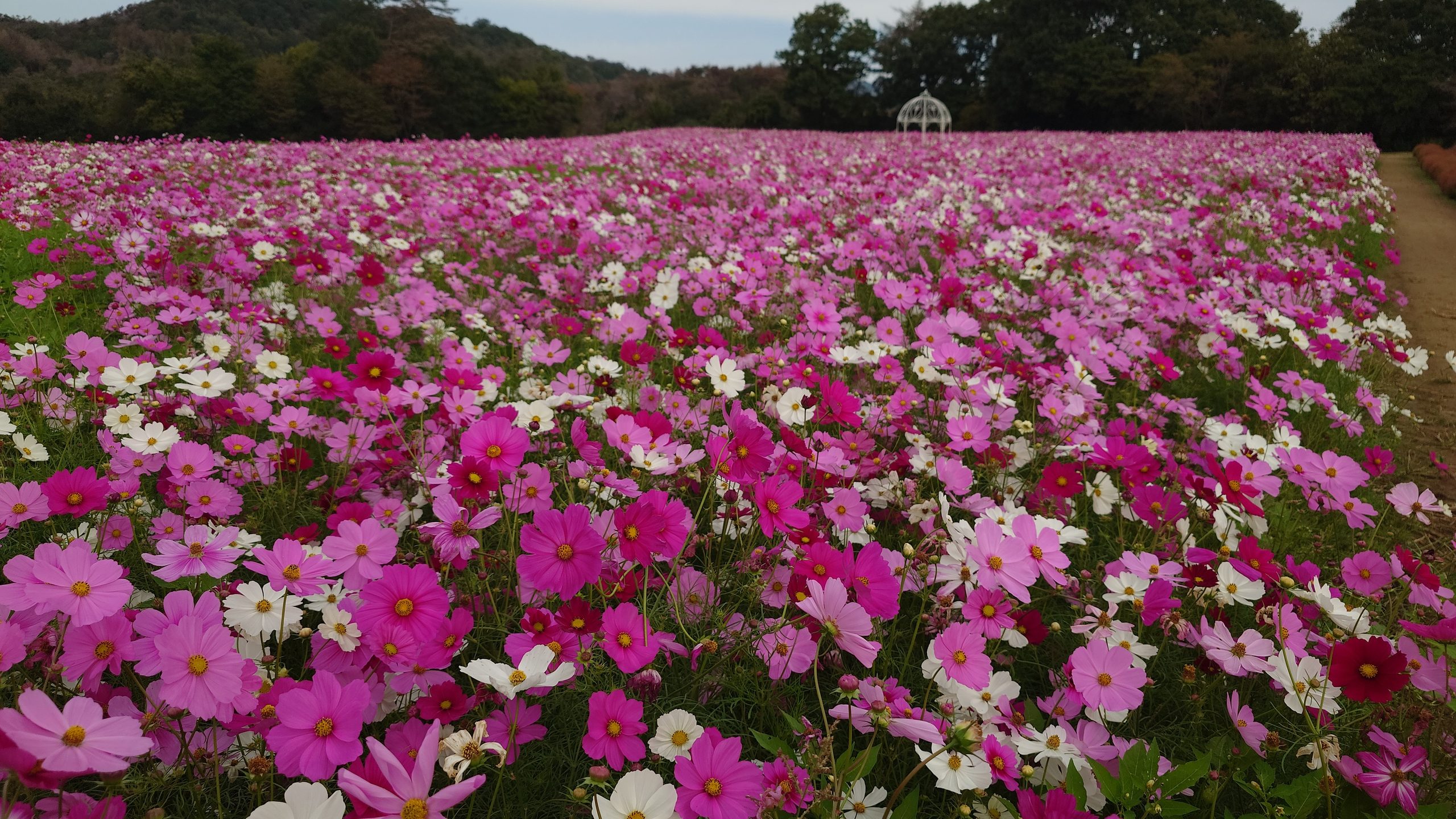 Kochia and Cosmos Hill