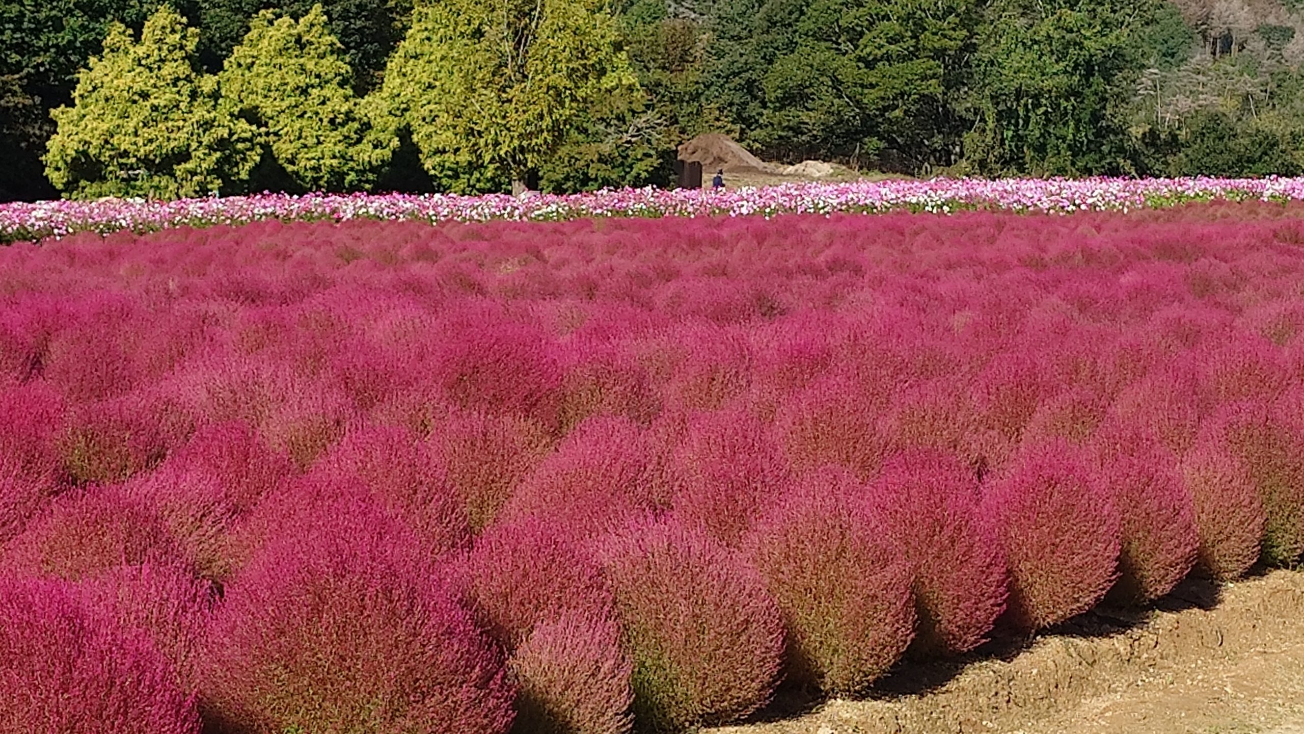 扫帚草与波斯菊之丘