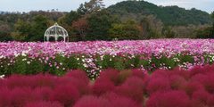 コキアとコスモスの丘
