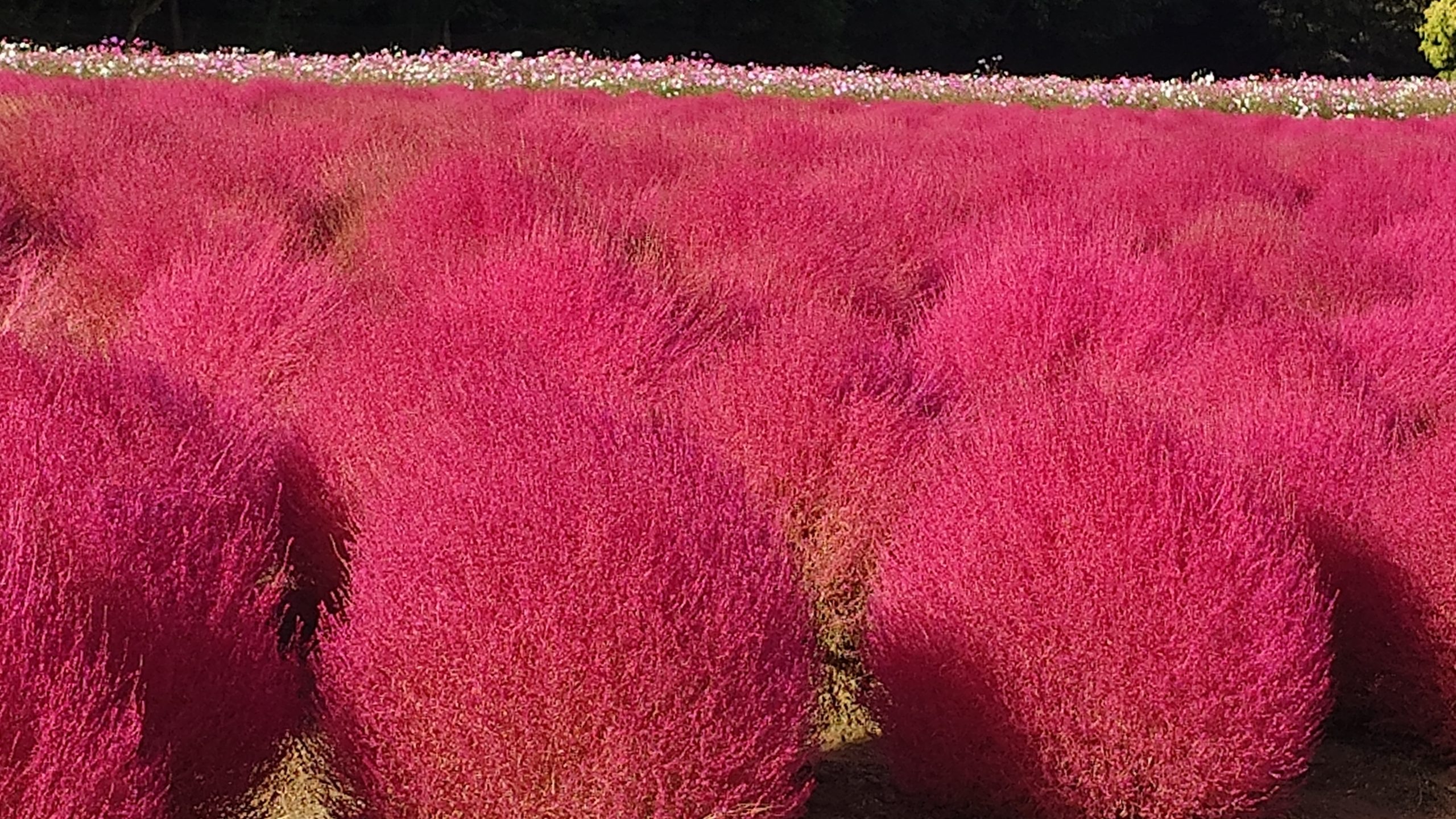 Kochia and Cosmos Hill