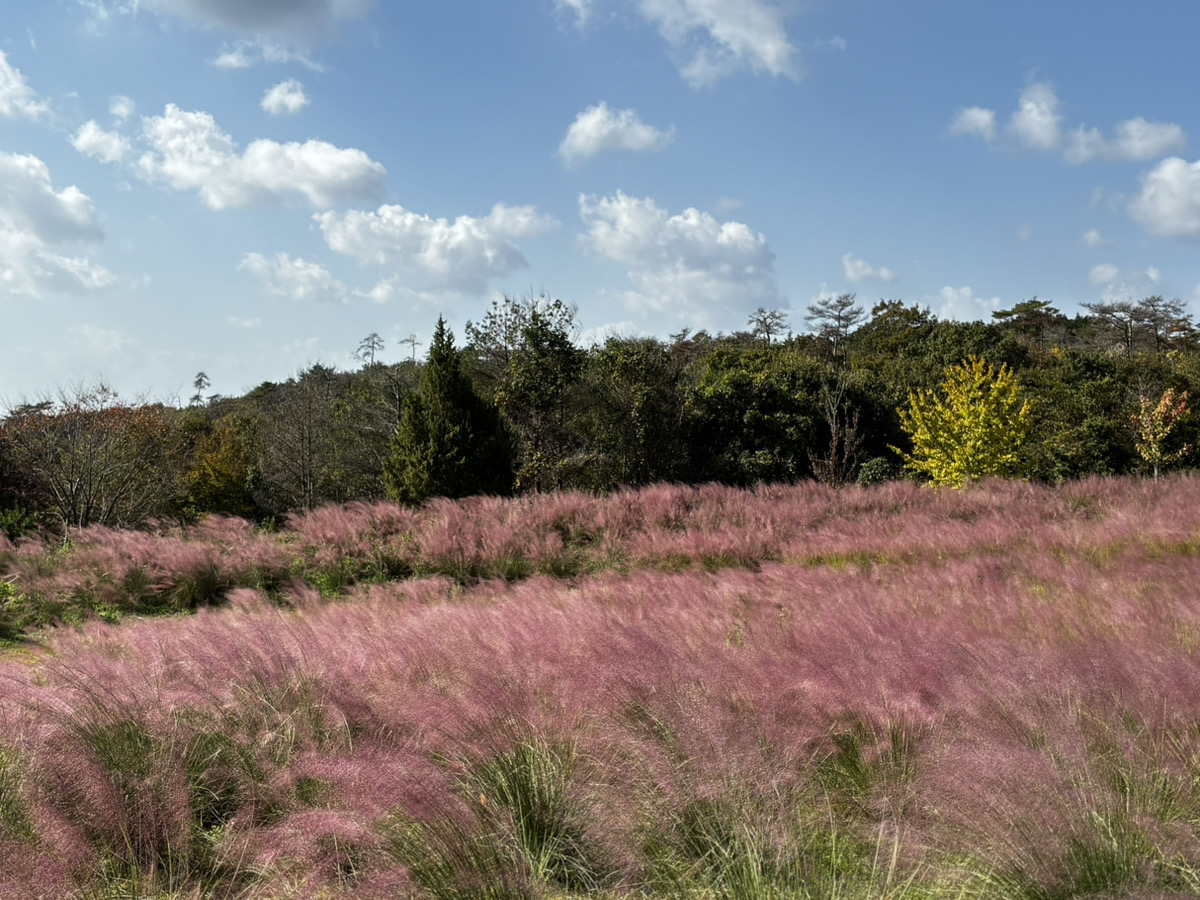 玫瑰與花卉庭園【秋】