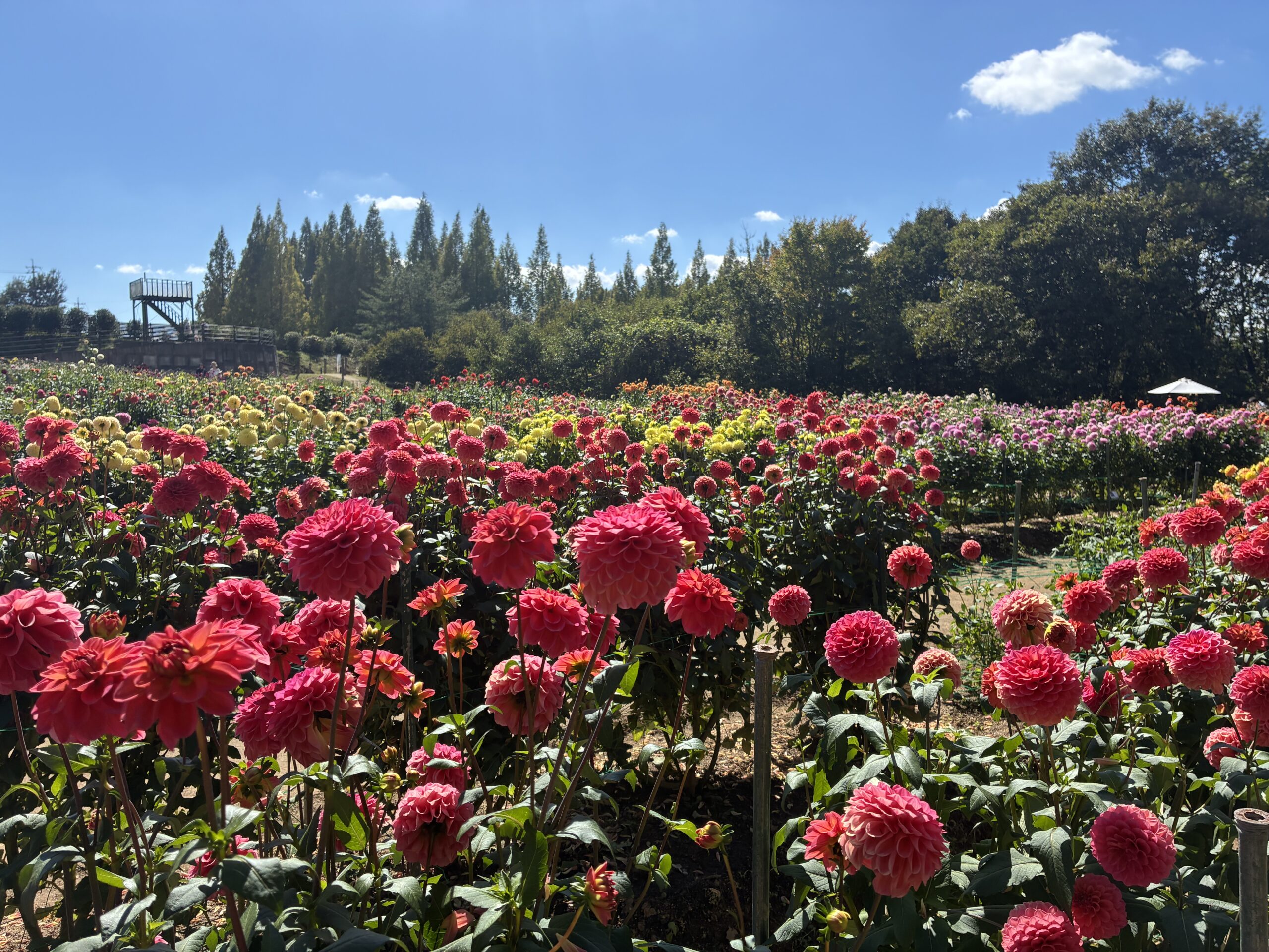 ダリアとガーデンマムの開花状況