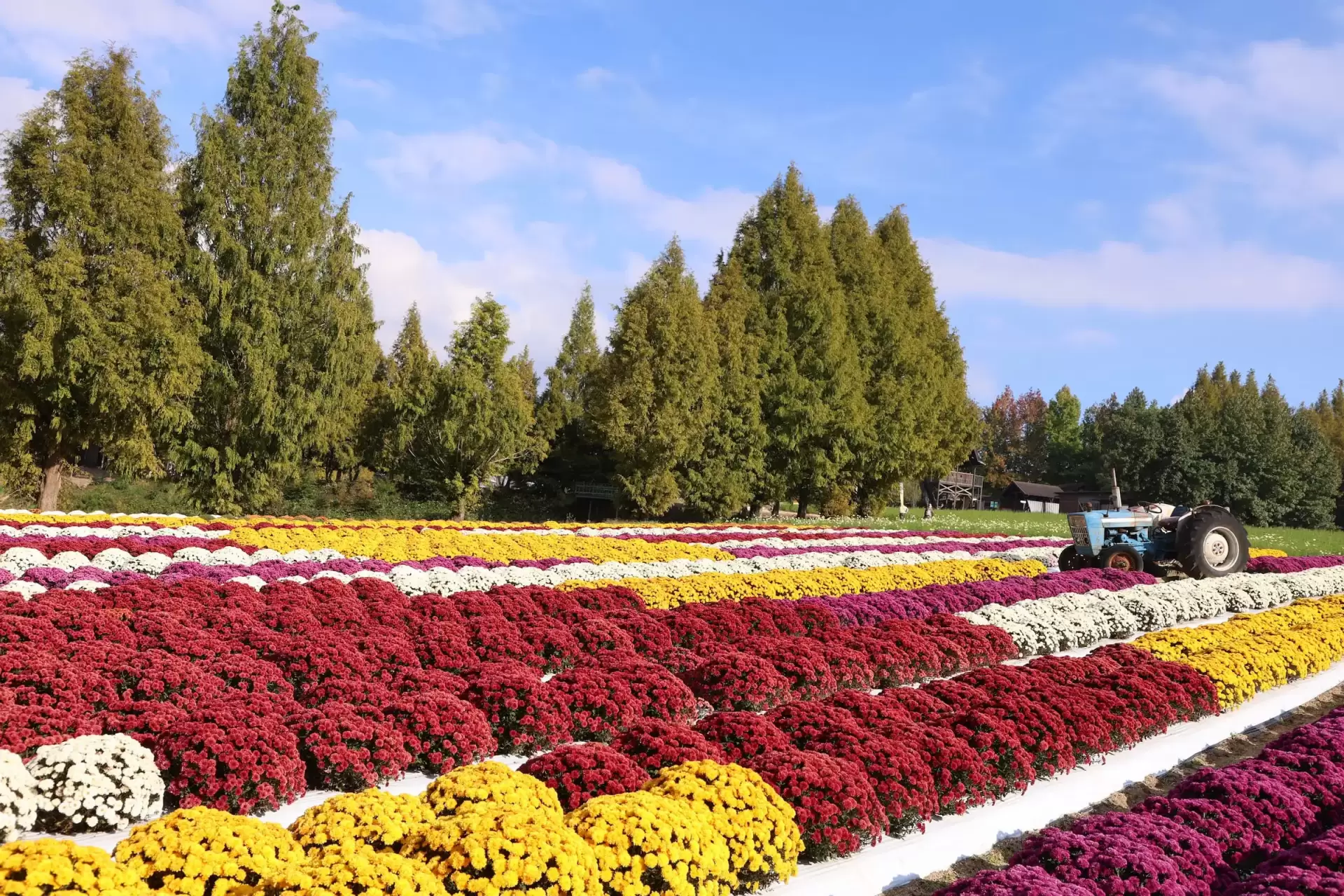 ダリアとガーデンマム祭 | 世羅高原農場