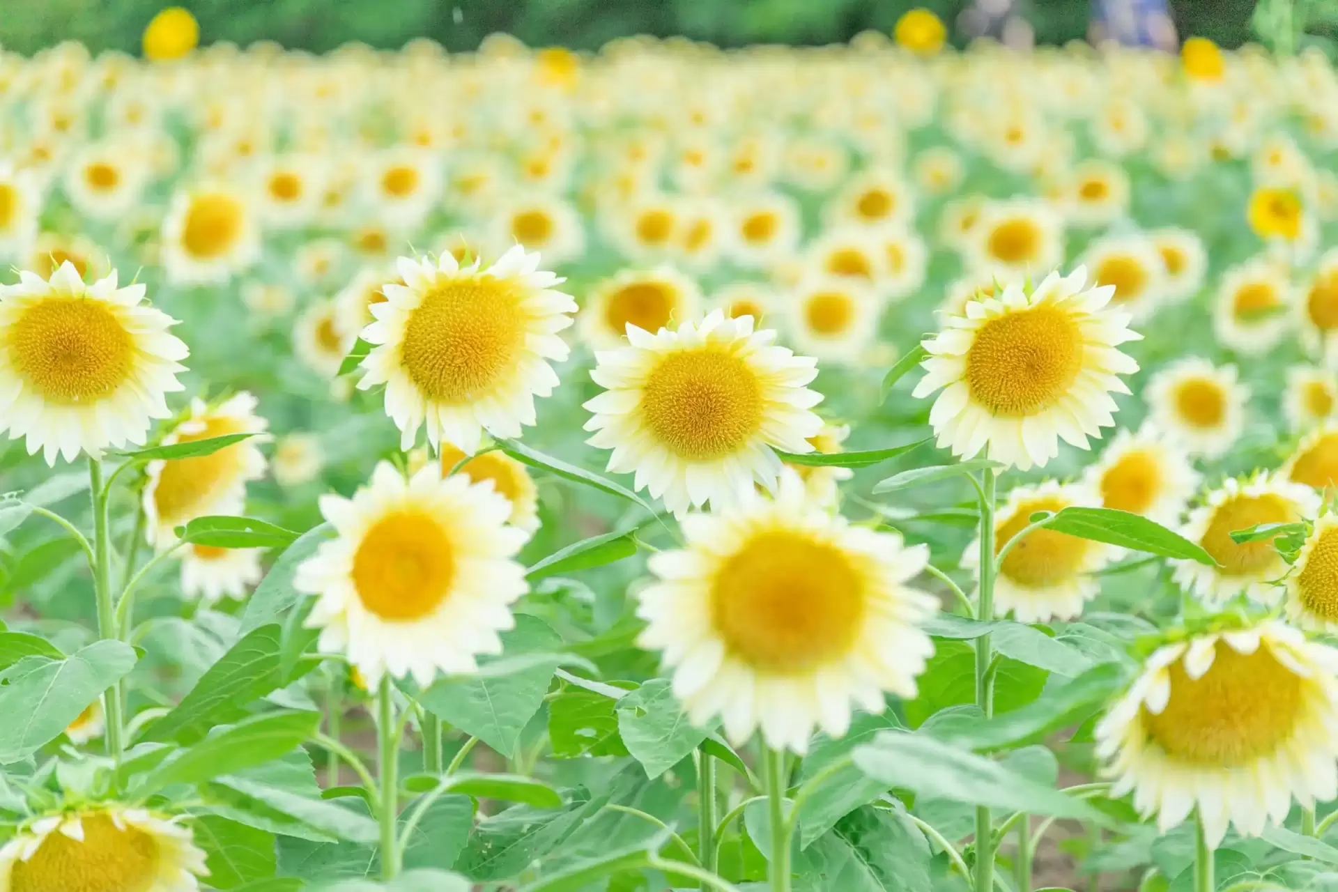 ひまわりまつり | 世羅高原農場